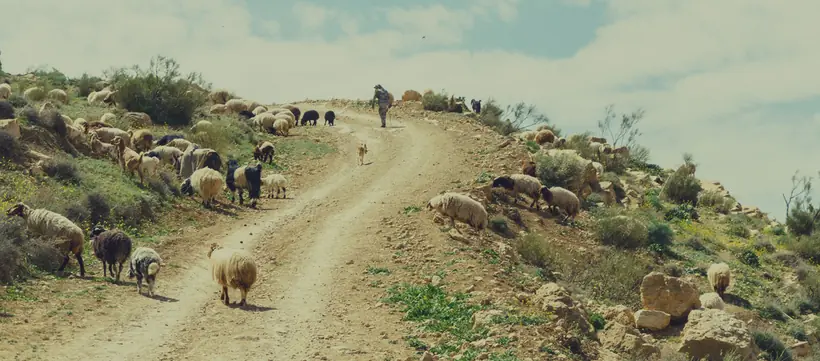 A nature reserve landscape in Jordan